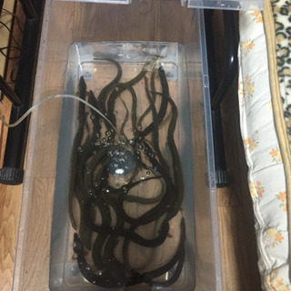 🔴天然ウナギ木曽三川と津屋川産１匹1000円