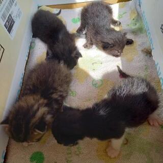 全ての子猫に里親さんが決まりました。ありがとうございました。