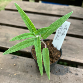 アメジストセージ 植物苗 ハーブ セージ 希少 根付き 人気