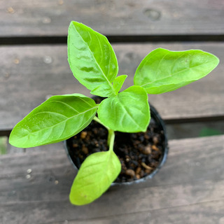【期間限定SALE】無農薬 バジル 植物苗  ハーブ 根付き 大人気