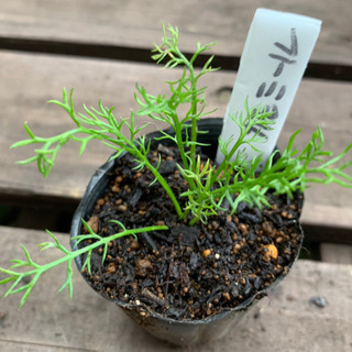 【期間限定SALE】 カモミール 植物苗 ハーブ たくさん 大人気