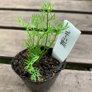 【特別SALE】 カモミール 植物苗 ハーブ 根付き 大人気