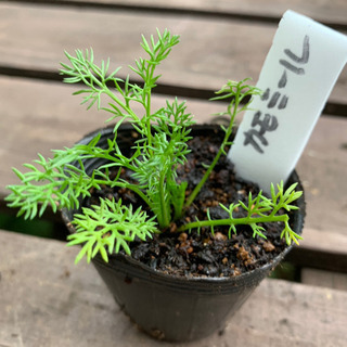 【特別SALE】 カモミール 植物苗 ハーブ 根付き 大人気 ②