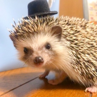 ハリネズミ飼われてる方