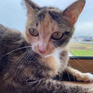 里親さん決定！個性的なサビミケ🐈可愛いニコ - 里親募集