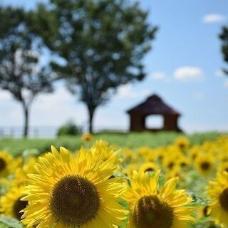 まなびば 大人講座　デジタルカメラを楽しむ　無料教室説明会開催のお知らせの画像