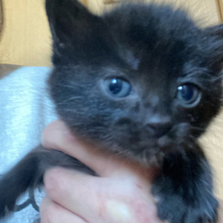 子猫生後3〜4週