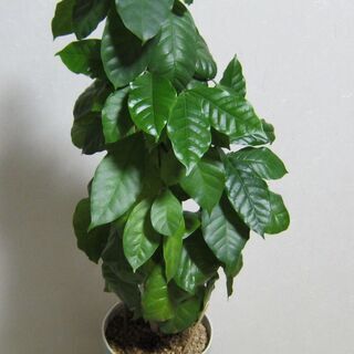 観葉植物　コーヒーの木の画像