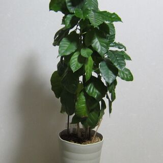 観葉植物　コーヒーの木の画像