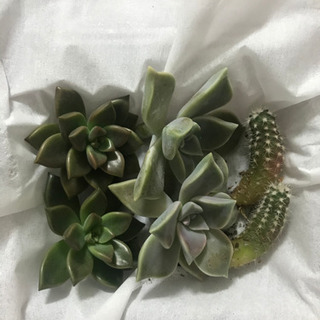 多肉植物とサボテンの3種セット