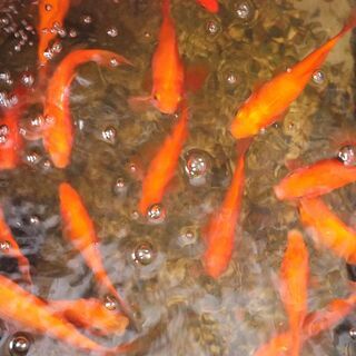 金魚(約10cm-15cm)前後　5匹セット￥1200円