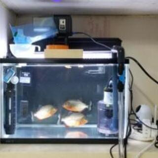 ピラニア　ナッテリーと飼育用具の画像