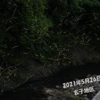 ホタル好き集れー！！ - 海南市