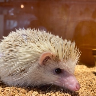 ハリネズミ　シナモンパイド　オス　里親募集