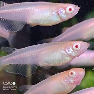 アルビノメダカの卵