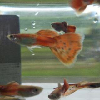 グッピーの稚魚、レッドラムズホーンをお譲り致します。の画像