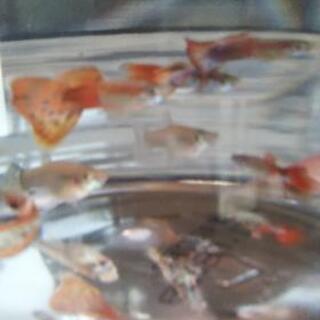 グッピーの稚魚、レッドラムズホーンをお譲り致します。の画像