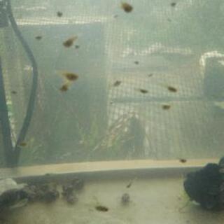 グッピーの稚魚、レッドラムズホーンをお譲り致します。の画像