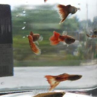 グッピーの稚魚、レッドラムズホーンをお譲り致します。の画像