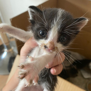 生後2週間程の子猫