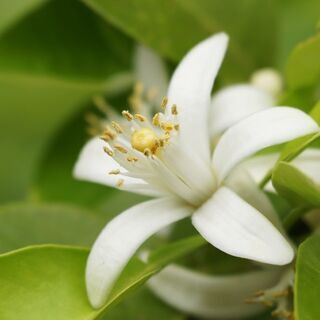 セラピストさんカフェでお茶やご飯いかがですか？ - 友達