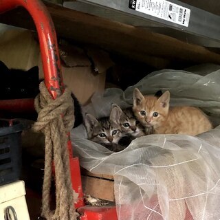 納屋で生まれた野良猫を保護しています