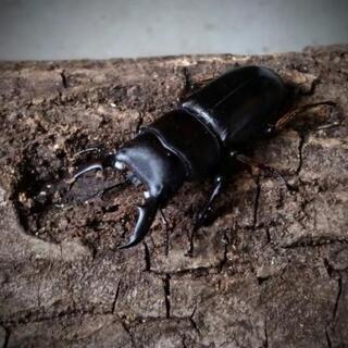 R3-3 ヒラタクワガタ♂とカブトムシペアをプレゼント