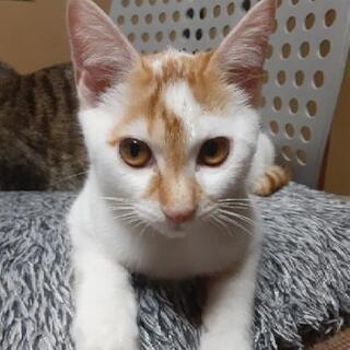 １匹の里親募集中