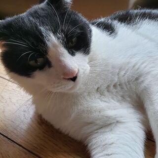 ハチワレ　オス　８～９才ぐらい