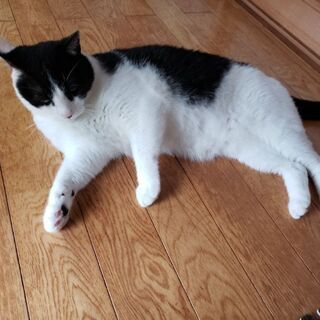 ハチワレ　オス　８～９才ぐらい - 猫