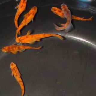 赤虎めだかの稚魚30匹🐟の画像