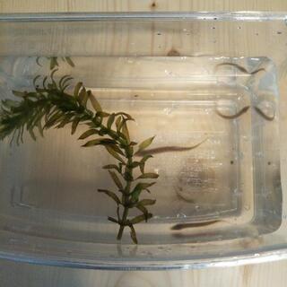川魚ドジョウの 赤ちゃん 育てて みませんか❗️の画像
