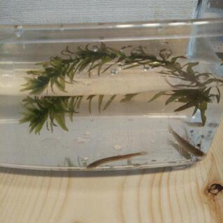 川魚ドジョウの 赤ちゃん 育てて みませんか❗️の画像