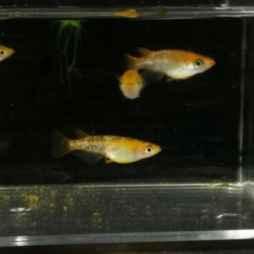ラメメダカ