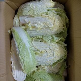 鹿児島産  白菜4分の1  40円