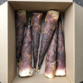 【2025区分変更/5月下旬〜6月】新鮮 たけのこ  週末   ...