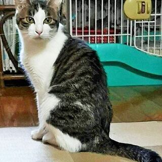 美猫のまるちゃん―経験者向き