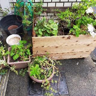 植物　プランター　園芸用品など　全てお譲りしますの画像
