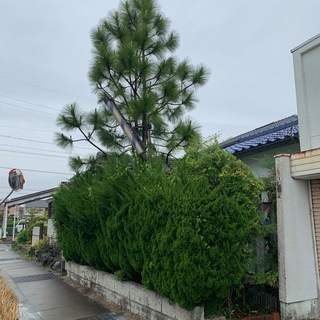 🌻　剪定・伐採・除草など承ります  🌱　ネオグリーン　🌱