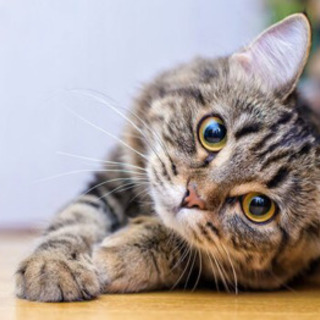 🌸🐈猫好き友達募集〜🐈🌸猫カフェとか行きましょう✨✨