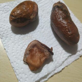 インドネシア産　Monthongドリアンの種３個!の画像