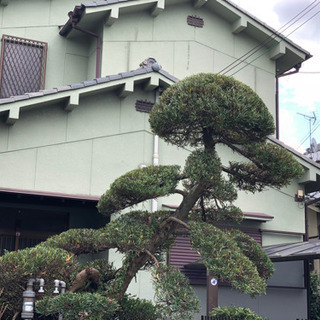 剪定、草刈り、伐採 - 剪定/造園