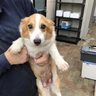 コーギー