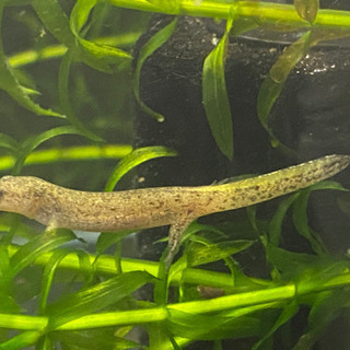 カスミサンショウウオ＋水槽　交渉中です‼︎
