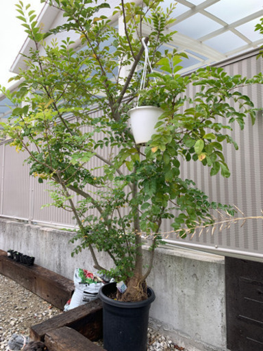 トネリコの木　剪定済　約2m