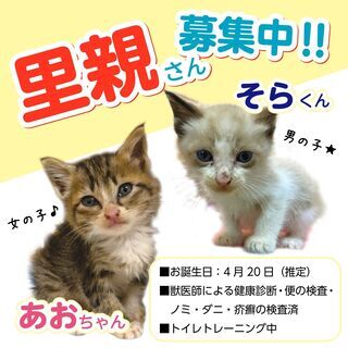 保護した子猫の里親様募集中です