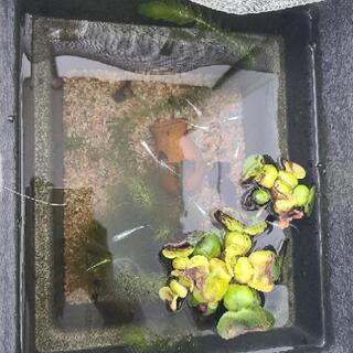 幹之めだか🐟️メダカ 3匹100円