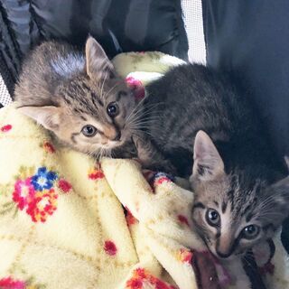 兄弟子猫2匹一緒に飼ってくださる方