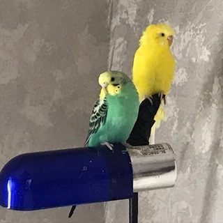 セキセイインコ 性別不詳 1歳 2匹