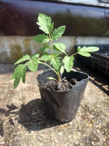 【10本】鈴なりミニトマト 苗 家庭菜園 ミニトマト プランター